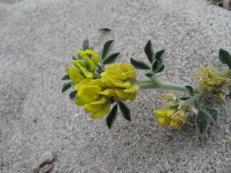 Medicago marina